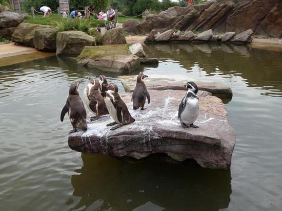 Chic 2 Bed Peak District Cottage Barn Near Alton Towers, Polar Bears, Chatsworth House Leek Buitenkant foto