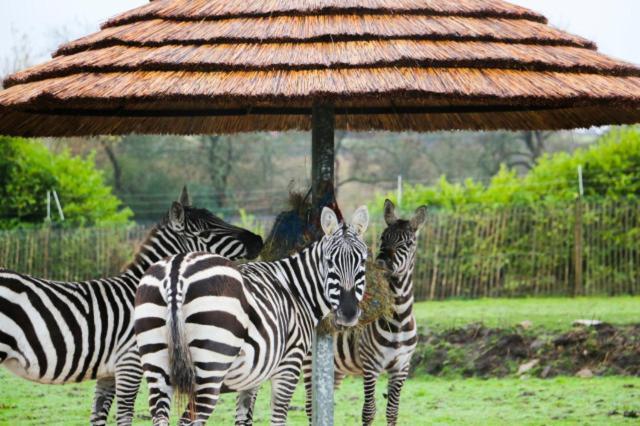 Chic 2 Bed Peak District Cottage Barn Near Alton Towers, Polar Bears, Chatsworth House Leek Buitenkant foto
