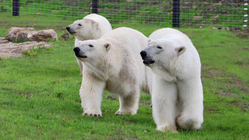 Chic 2 Bed Peak District Cottage Barn Near Alton Towers, Polar Bears, Chatsworth House Leek Buitenkant foto