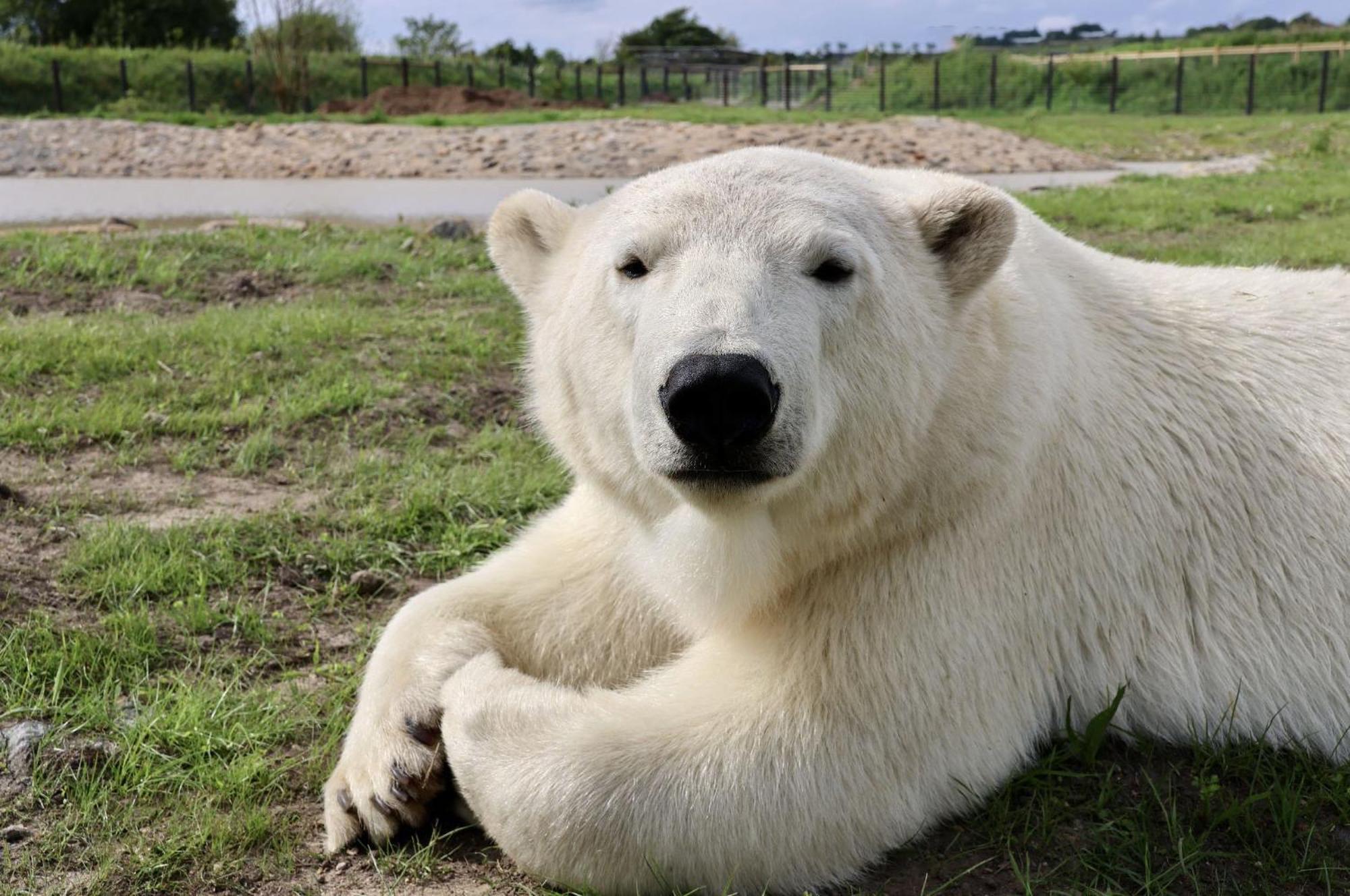 Chic 2 Bed Peak District Cottage Barn Near Alton Towers, Polar Bears, Chatsworth House Leek Buitenkant foto